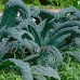 Lacinato Kale Vegetable Garden Seeds -1 Lb - Non-GMO, Heirloom, Organic Gardening & Microgreens Seeds - Aka Dinosaur Kale   565498605